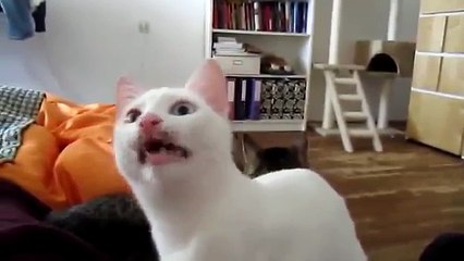 Cat Meowing Funny , Non Stop in 10 Minutes
