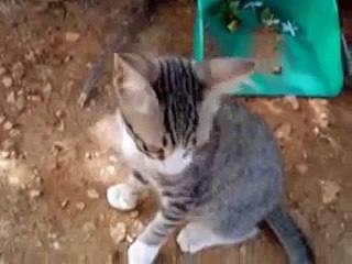 Probably the Funniest Cat Video You'll Ever See