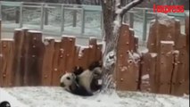 Un panda roule dans la neige en Chine