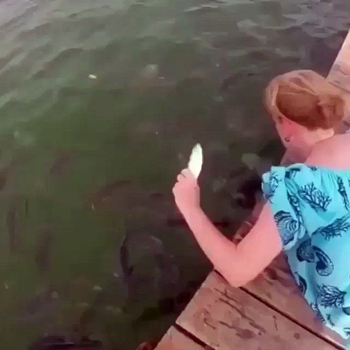 Fish Funny Videos