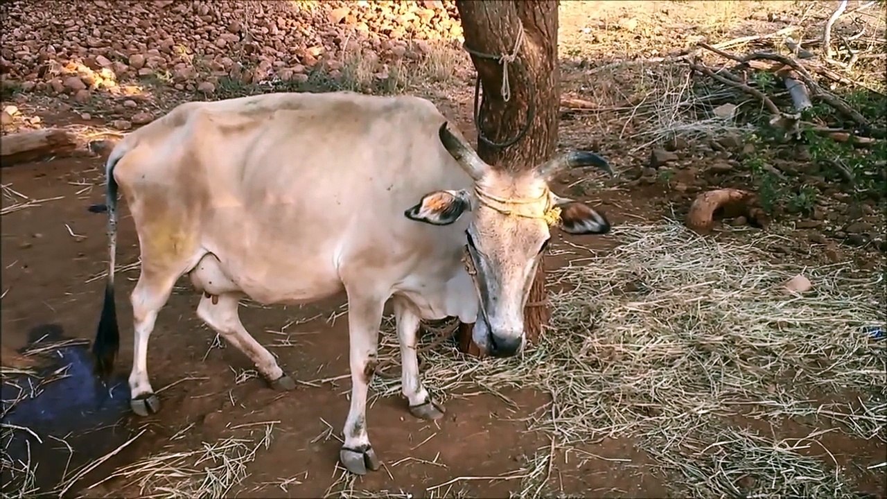 Short cut method to check RABIES DISEASE symptoms in a cattle