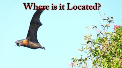 Rabies Will Kill You