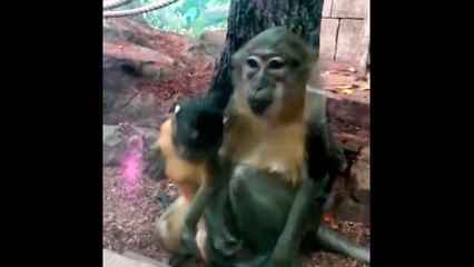 Funny Monkeys At The Zoo - Part 5