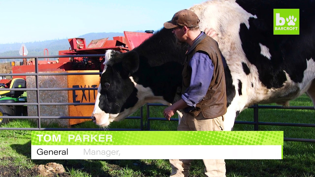 The World’s Tallest Cow