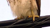 Beautiful Broad-winged Hawk Minnesota