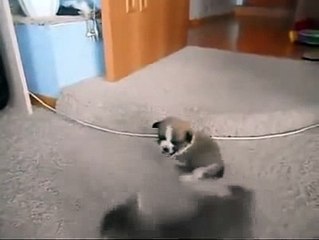 La pelea mas tierna del mundo un perrito contra un gatito