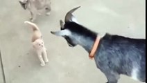 Gatito Enfrenta A La Cabra!! ★ Gato divertido gato chistoso gato tierno loco risa humor