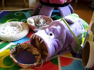 El gatito mas bonito y tierno del mundo