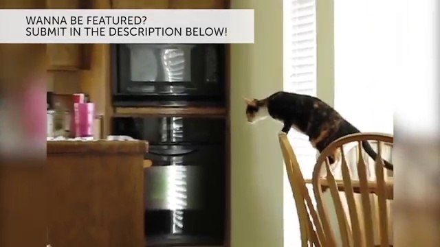 Funniest Pet Fails & Bloopers Compilation November 2016 | Funny Pet Videos
