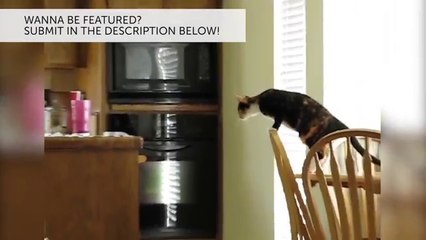 Funniest Pet Fails & Bloopers Compilation November 2016 | Funny Pet Videos