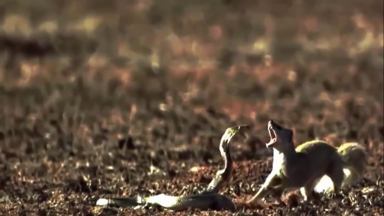 HOW TO ANIMALS ARE FIGHTING EACH OTHER FULL VIDEO IN HD
