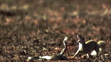 HOW TO ANIMALS ARE FIGHTING EACH OTHER FULL VIDEO IN HD