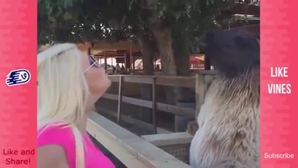 Best Funny Videos 2016 - Funny Fails Girls Fails Try not to Laugh