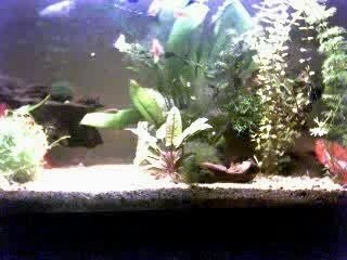 acquario olandese platy agosto 2007