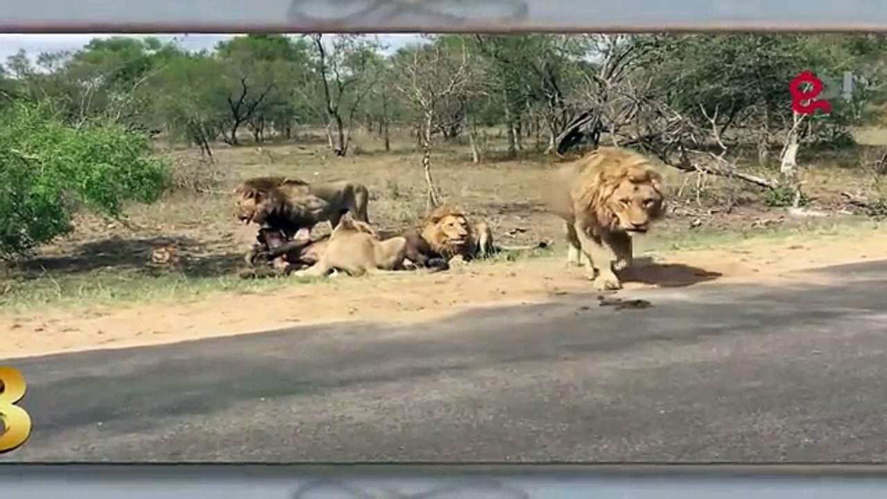5 Most Amazing Animal Attacks Fights Craziest Attacks - YouTube