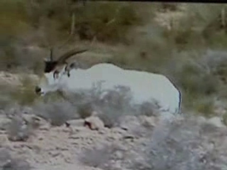 BOUHEDMA 2