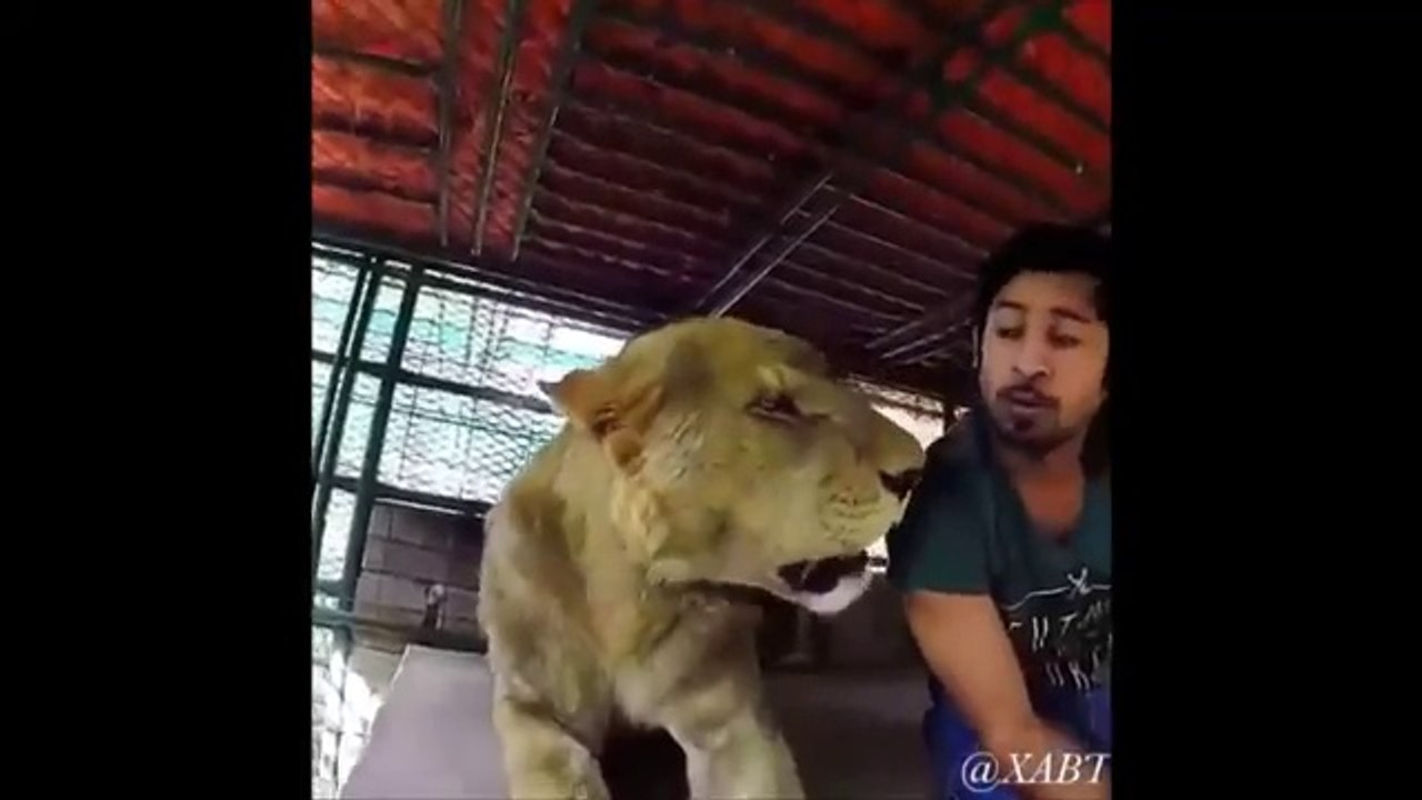 Dubai Prince playing with his pet lions. Friends vitaly get chased and ass bitten by his lions!!