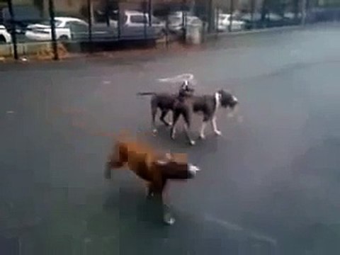 Interestingly Dogs Copulate Kopeklerin Enteresan Ciftlesmesi Video Dailymotion