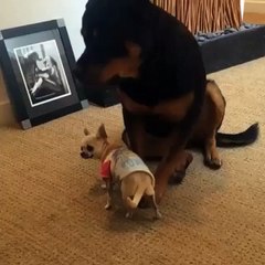 Funny Videos (@funny_videos) • Instagram photos and videos_10