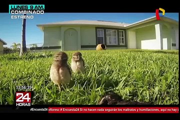 Divertidos animales que poseen un talento oculto