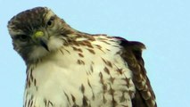 Broad-winged Hawk Minnesota