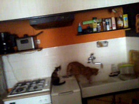 Mes chats jouent dans l'évier avec l'eau XD Cat versus water!!!