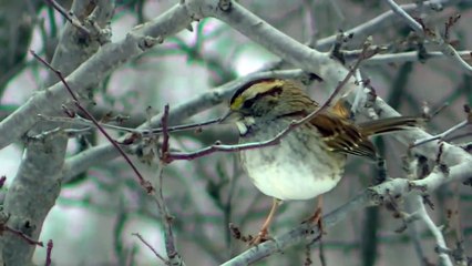 2 Hour Winter Birds - Entertainment for Cats