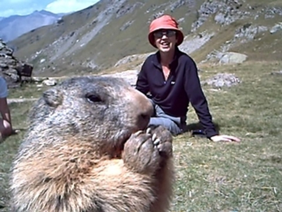 marmottes de Prapic
