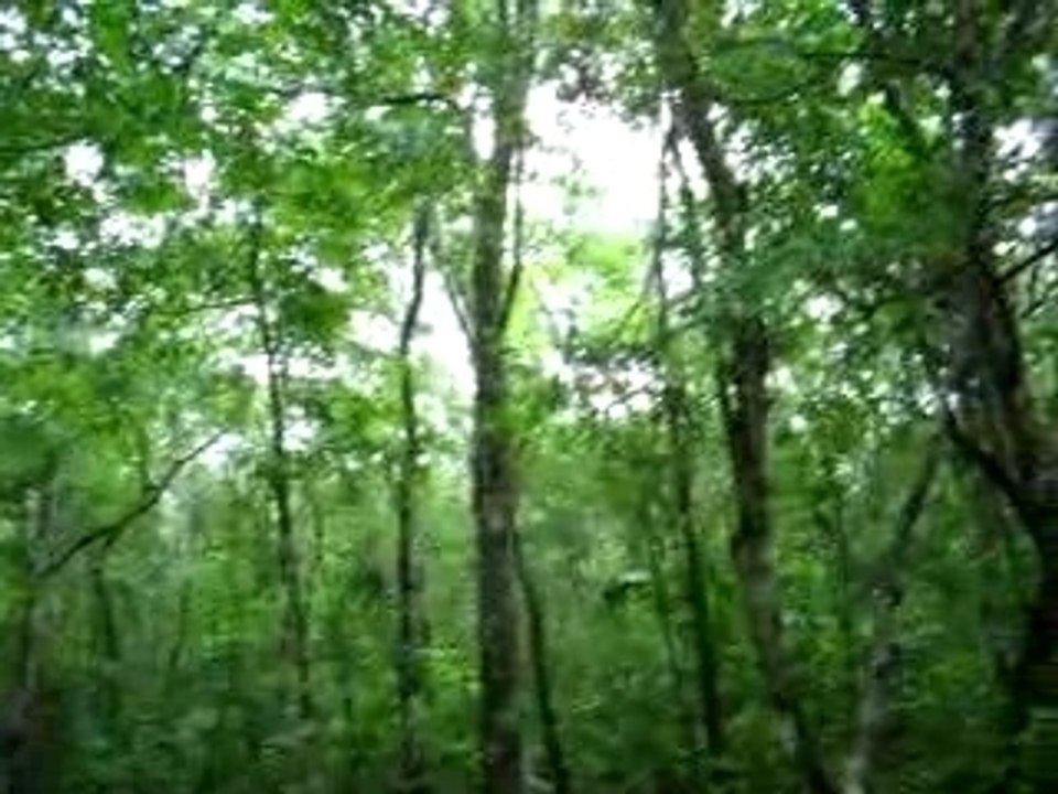 MEXIQUE 5 Foret