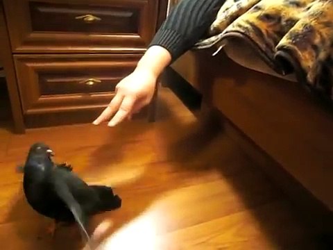 Янукович и голубь