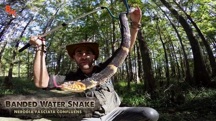 Cottonmouth vs Water Snake