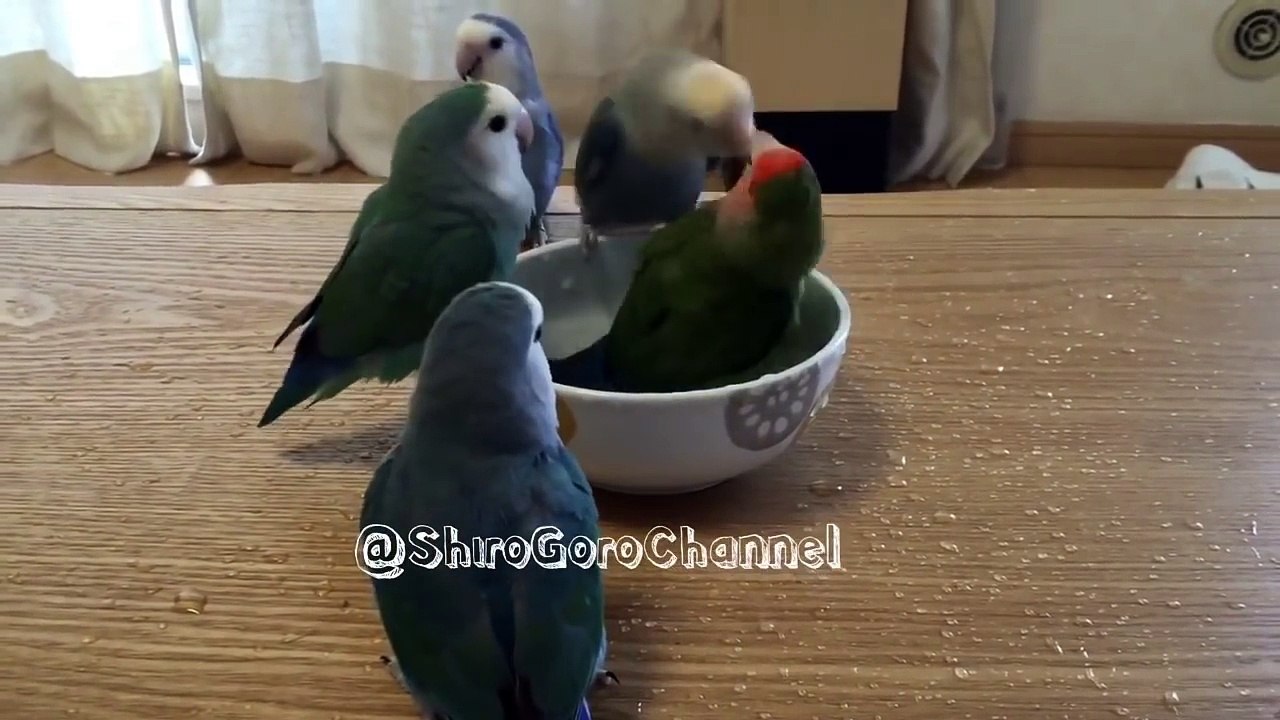 Chacune leur tour, ces perruches se baignent dans un bol... Adorable