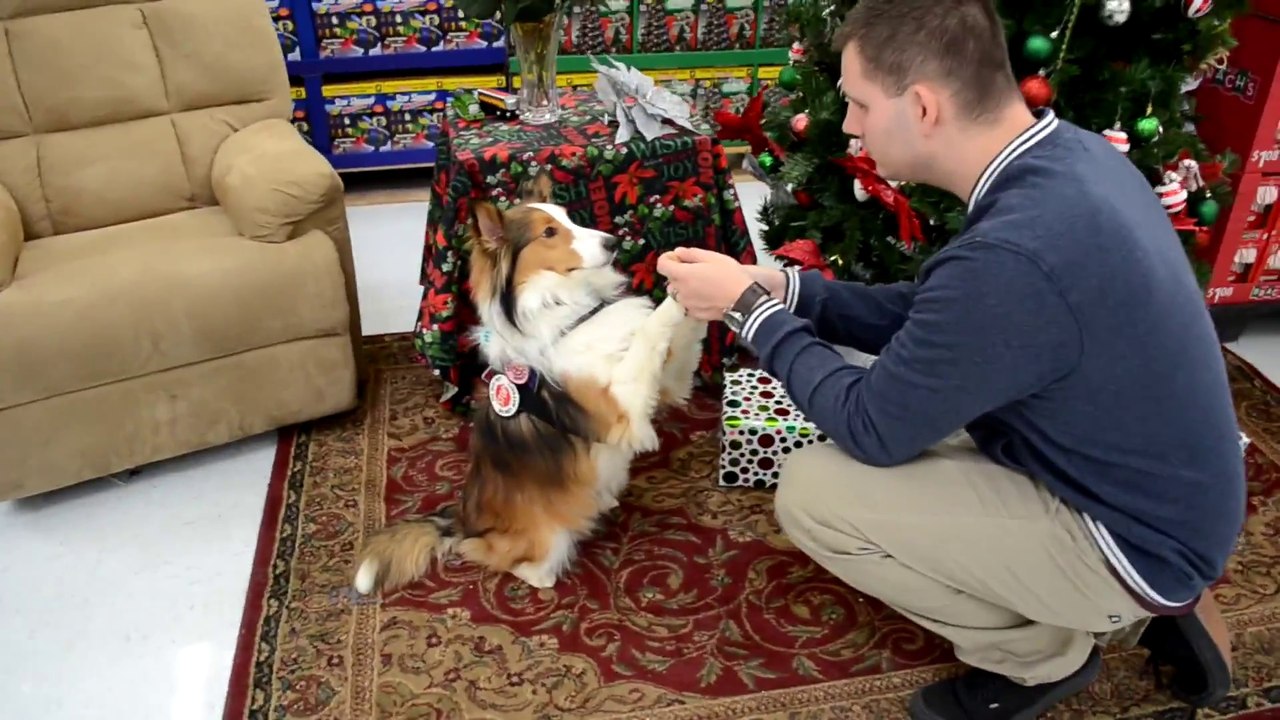 Les chiens aussi ont leur mannequin challenge