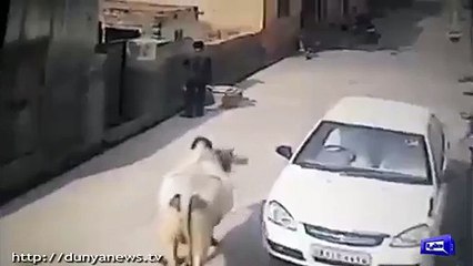 Angry Cow Doesn’t Like This Boy - Karachi Talks