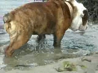 Noirmoutier 2007 105