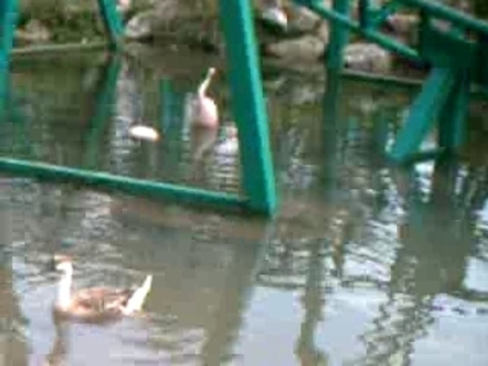 Les oies du parc!