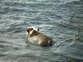Noirmoutier 2007 109