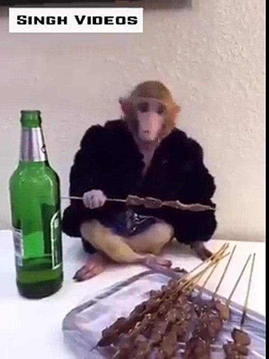 Funny videos