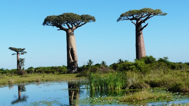 L'Ouest de Madagascar avec Claude Mada Tour