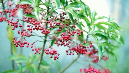 ピーベリー 『キャベツ白書～春編～』 （MV）