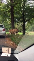 La réaction de ce bébé en voyant un lion est surprenante... Oh oui