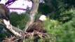 EAGLETS GROWING SO FAST ! American Bald Eagle Nesting feeding the Young !
