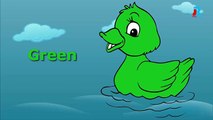 Learn Duck Colors | Learn Colours For Children |Ducks Colouring Pages For Babies