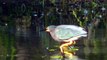 Beautiful Green Heron in HD ! Nature Minnesota Travel Minnesota Parks and Lakes !