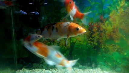 Beautiful Creation Of God