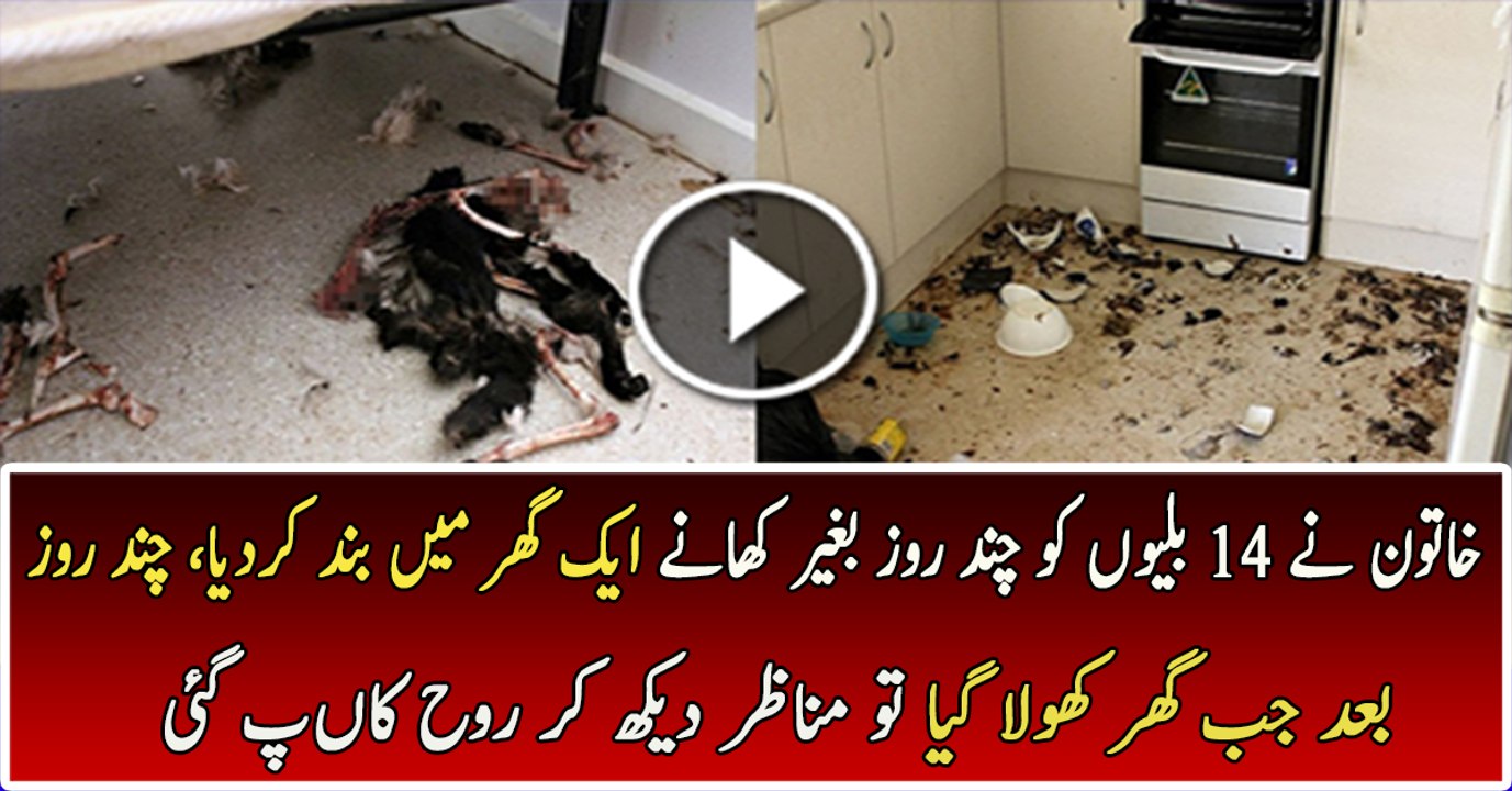 Woman Locked 14 Cats in Her House For Few Days See What Happened Next ??