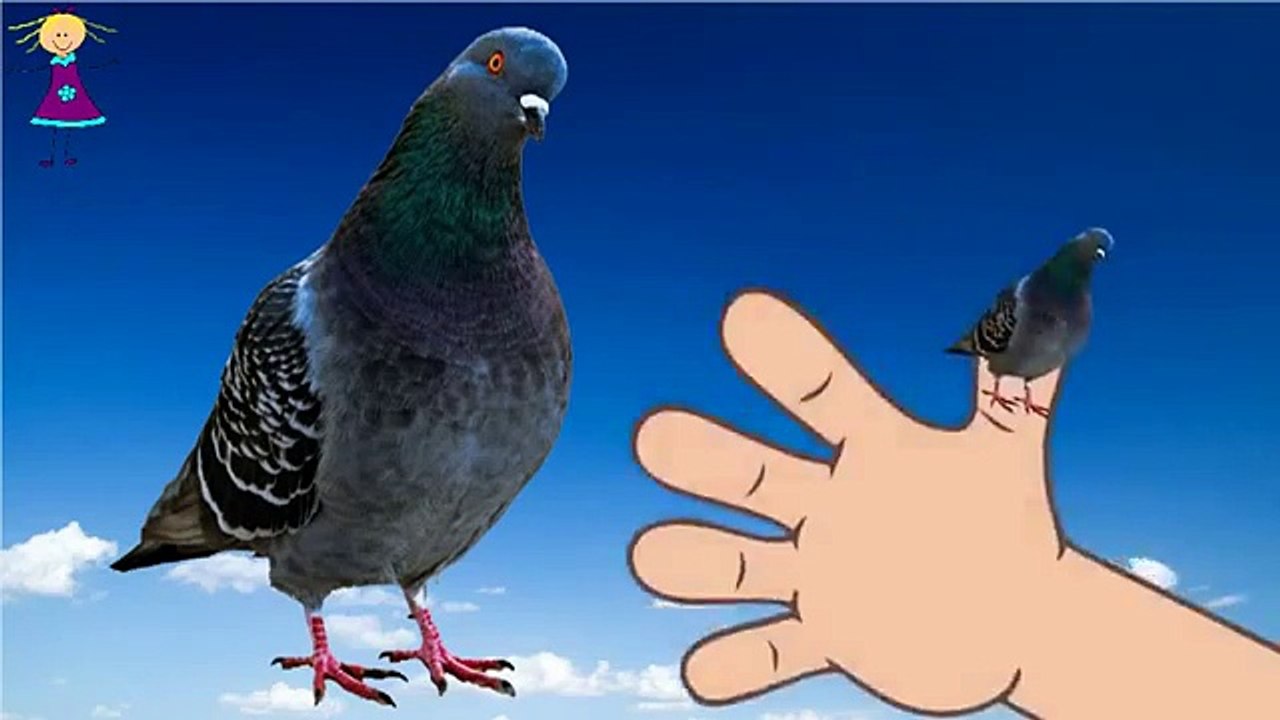 Finger Family Funny PIGEON Cartoon Nursery Rhym...