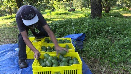 زراعة الافوكادو "حمى خضراء" تجتاح المكسيك