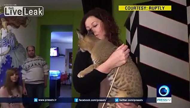Ce chat d'une race très rare accueilli comme une star