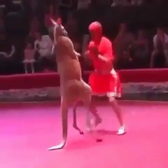 Boksörü Yere Seren Kanguru